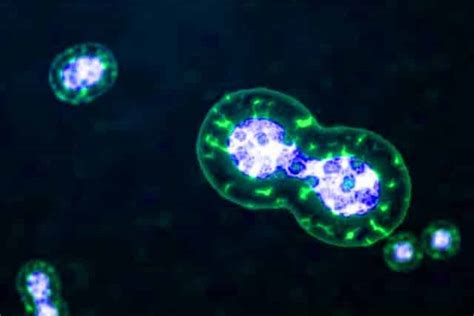 USANA: l'idea fissa della salute delle cellule.